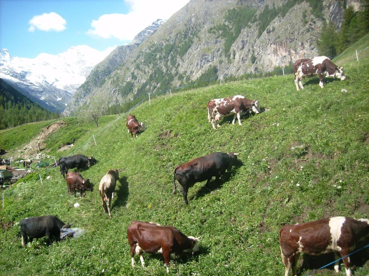 La Ferme du Grand Paradis Cogne Bagian luar foto
